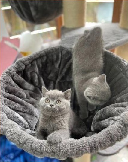  Gorgeous British Shorthair Kittens for Adoption.