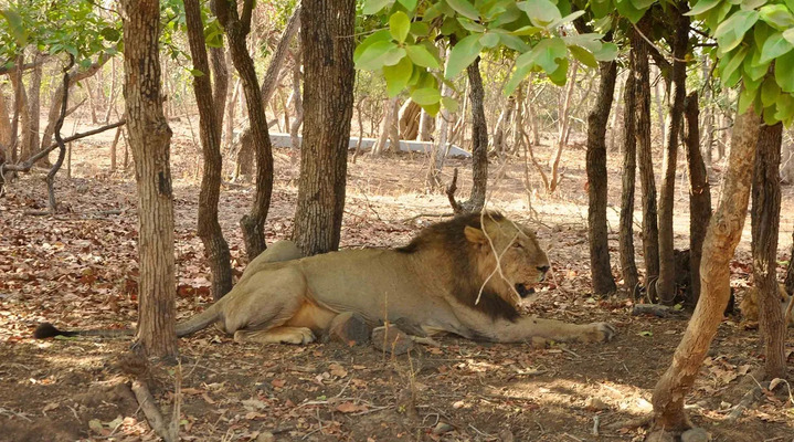  Plan Gir Jeep Safari Booking Online for Unique Ecosystem