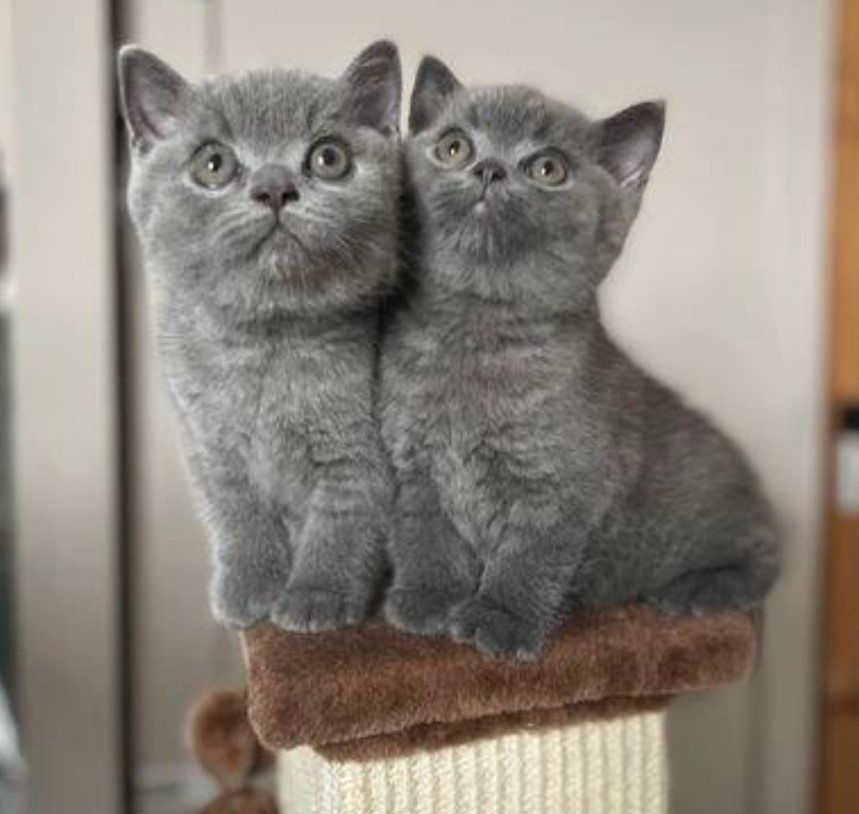  Gorgeous British Short Hair Kittens Available Here!