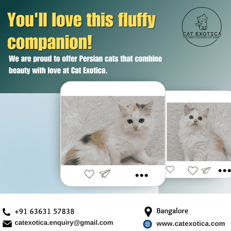  Best Persian Cat in Bangalore | Persian Kittens in Bangalore