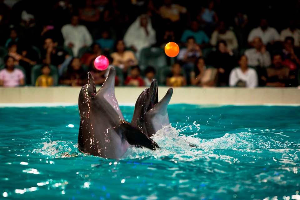  Dolphinarium UAE