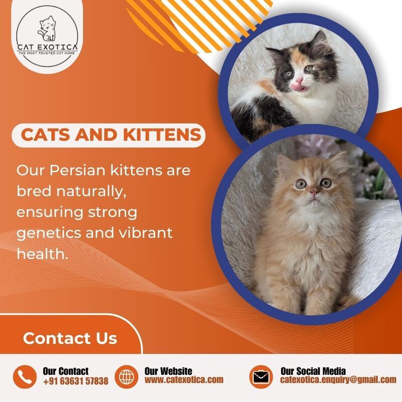  Cat Exotica | Buy Cats and Kittens for Sale in Bangalore