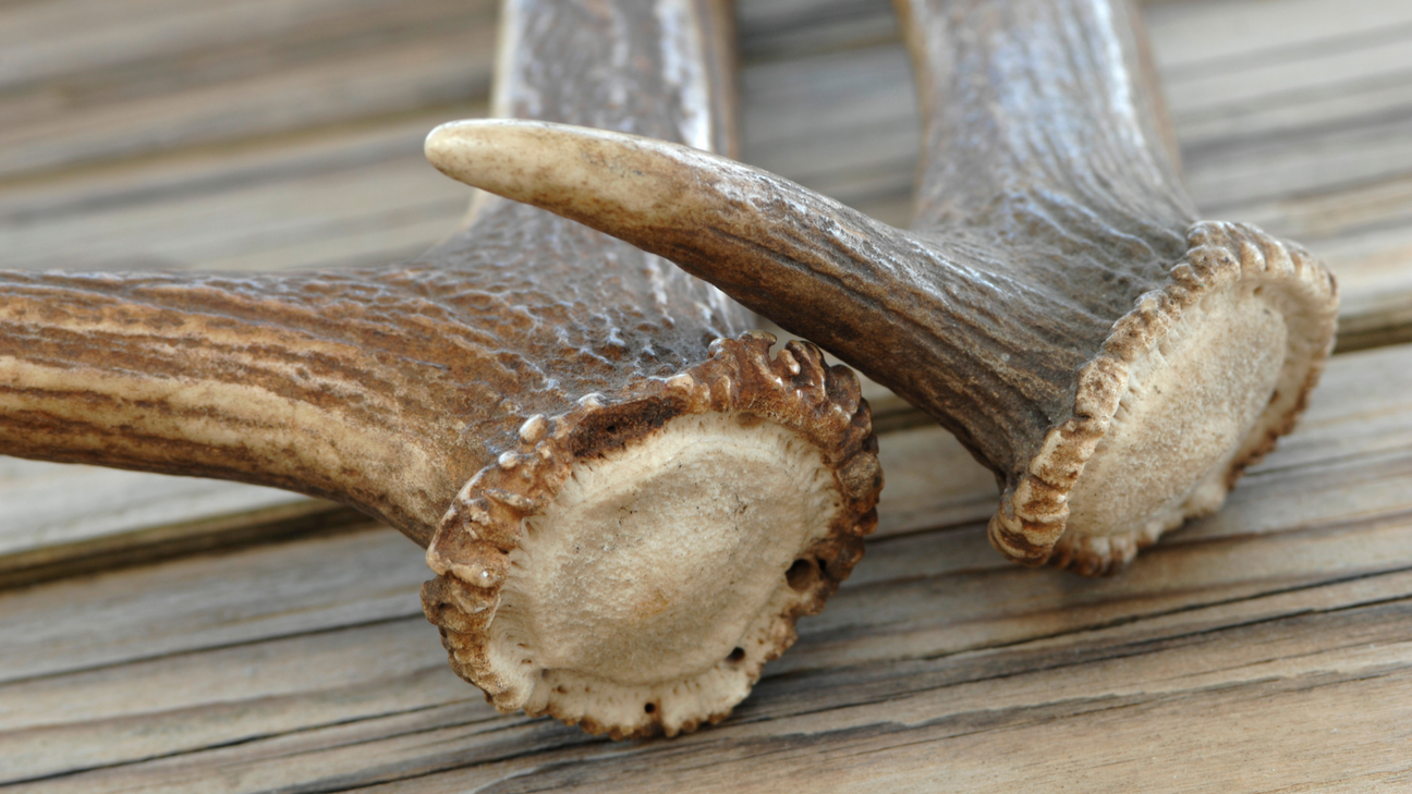  Sustainable Elk Antlers for Dogs - Long-Lasting Chews