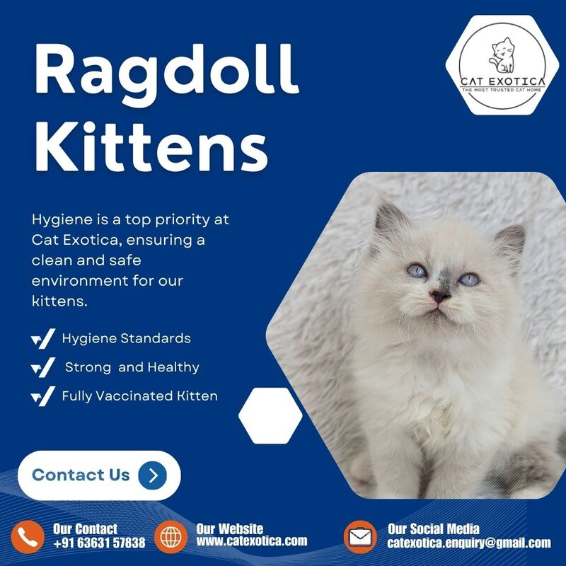  Find Purebred Ragdoll Kittens for sale in Bangalore | Ragdoll Cat in Bangalore