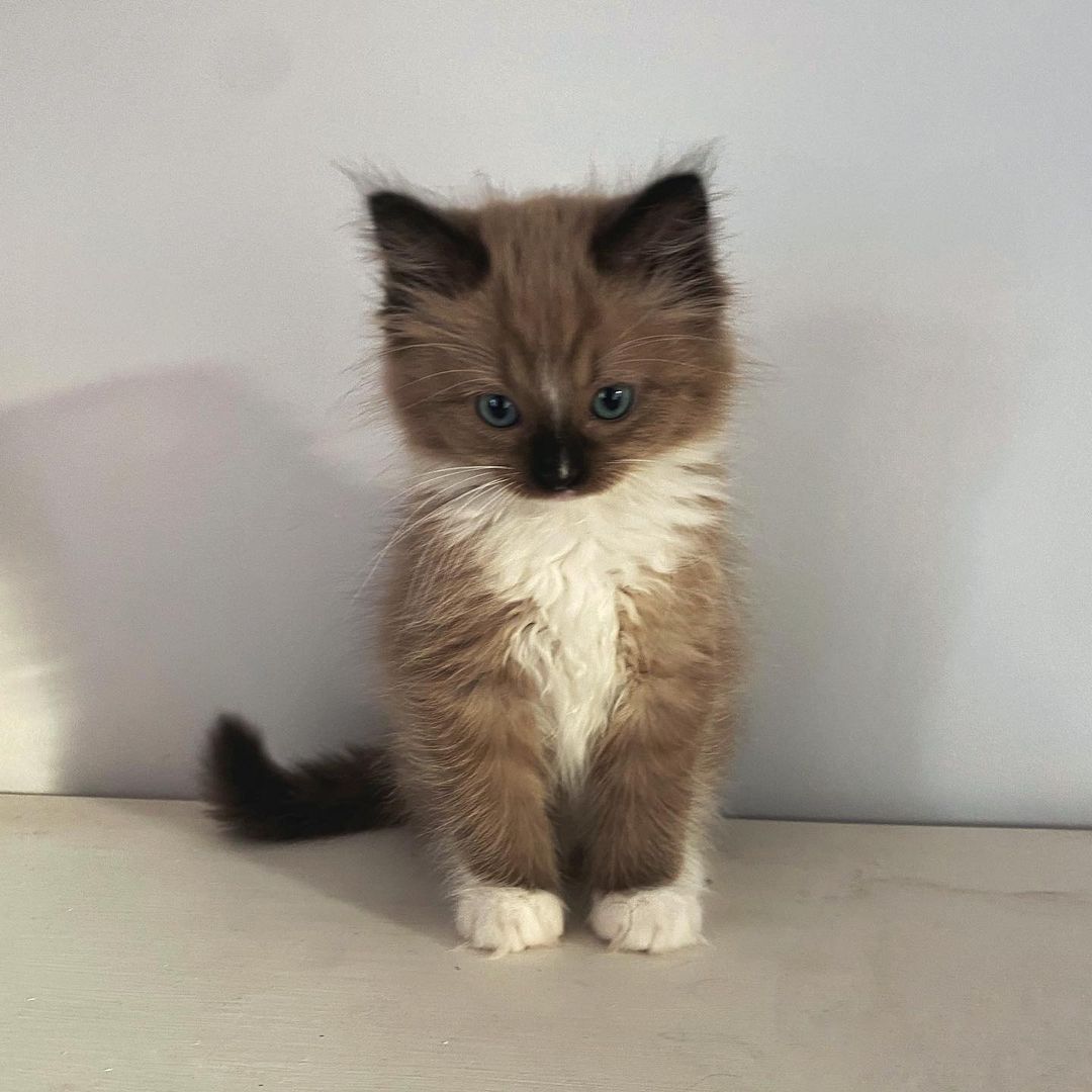  FULLY VETTED RAGDOLL KITTEN FREE FOR ADOPTION