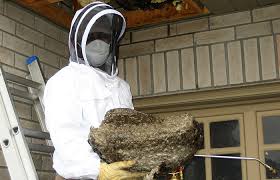  Wasp Nest Removal Melbourne