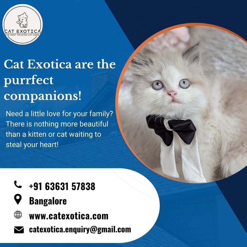  Buy Kittens in Bangalore | Kittens for Sale in Bangalore