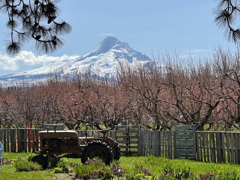  Mount St. Helens guided tours