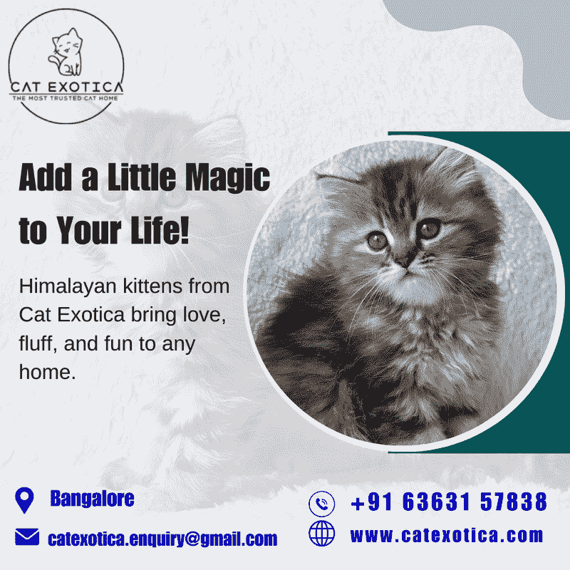  Purebred Himalayan Kittens for sale in Bangalore | Best Himalayan Cat in Bangalore