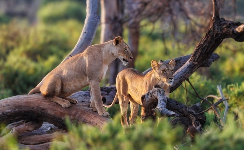  Book Gir National Park Safari in Advance