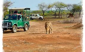  Experience Devalia Safari Booking Online for Unforgettable Adventure and Smooth Journey