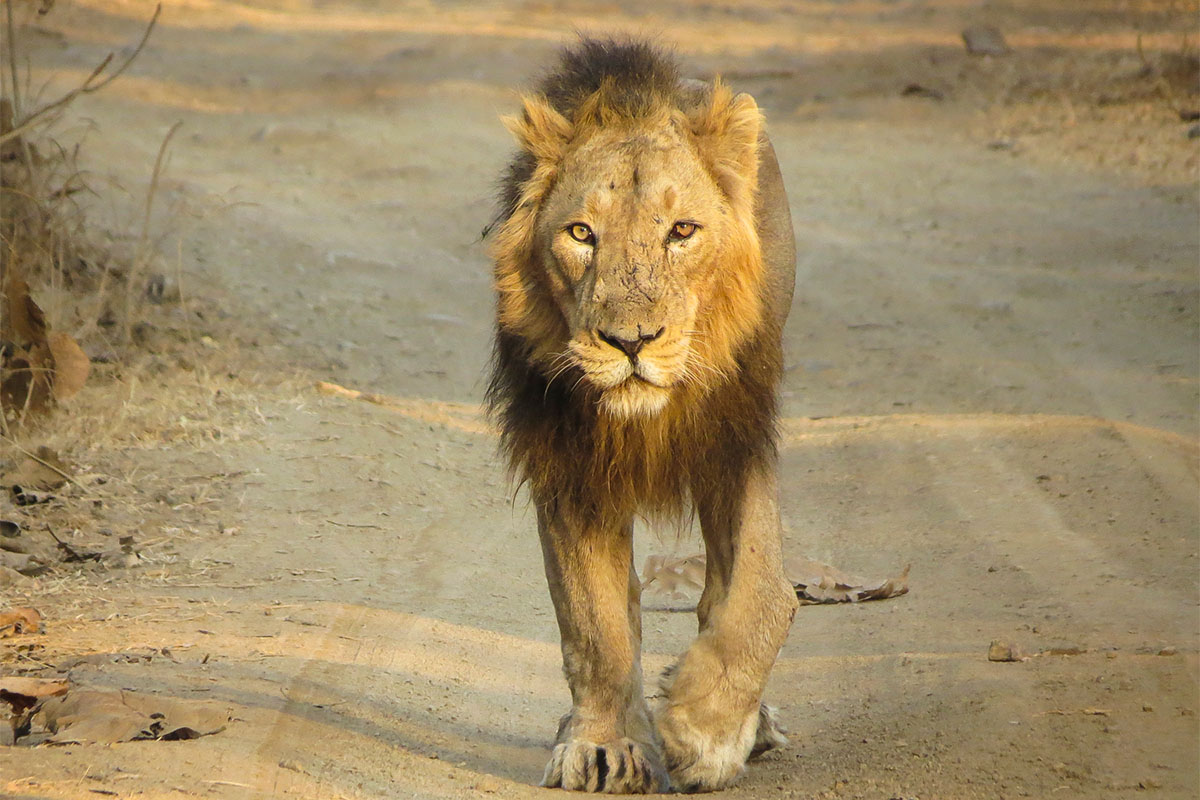  Get Gir Jungle Safari Online Booking for Various Wild Trip