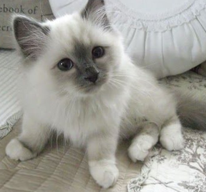  Excellent Ragdoll Kitten Alfie