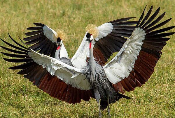  Bird watching safari tanzania