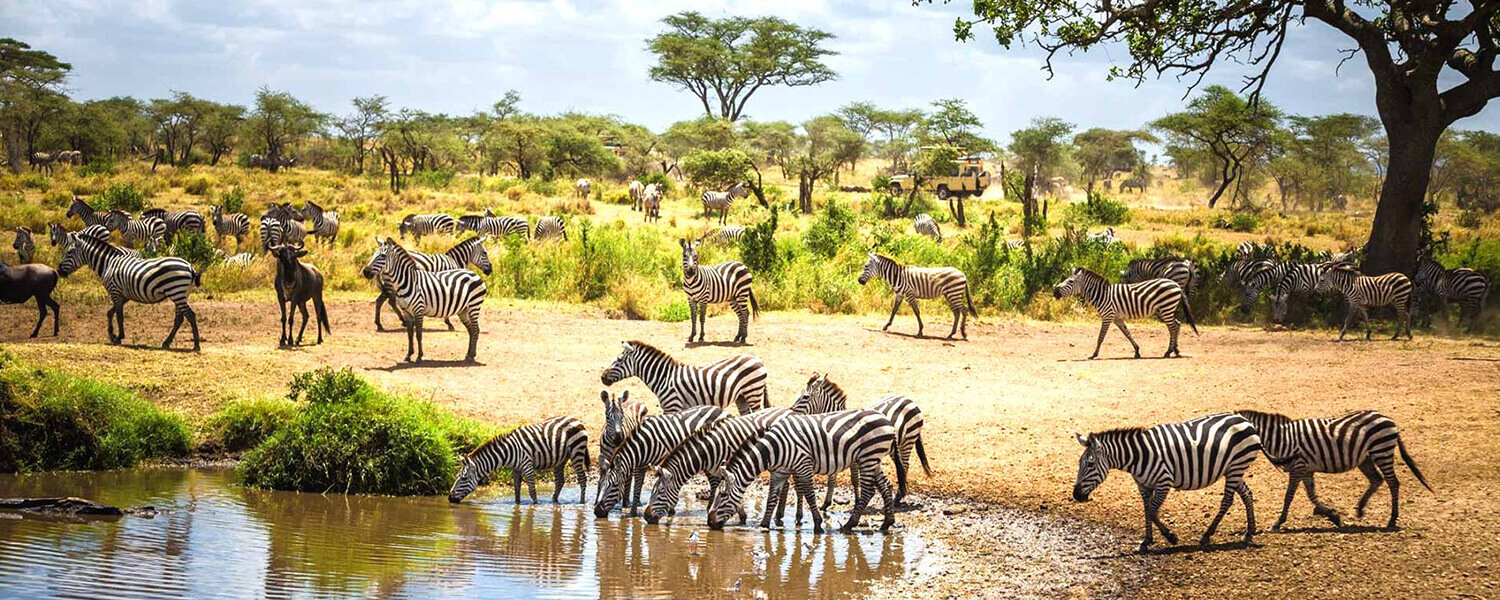  Luxury wildlife safari tour tanzania