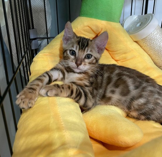  Perfect Bengal Kitten Felix