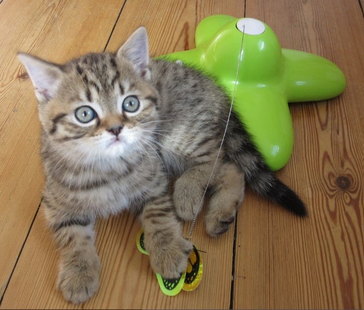  Beautiful Bengal Kitten Jello