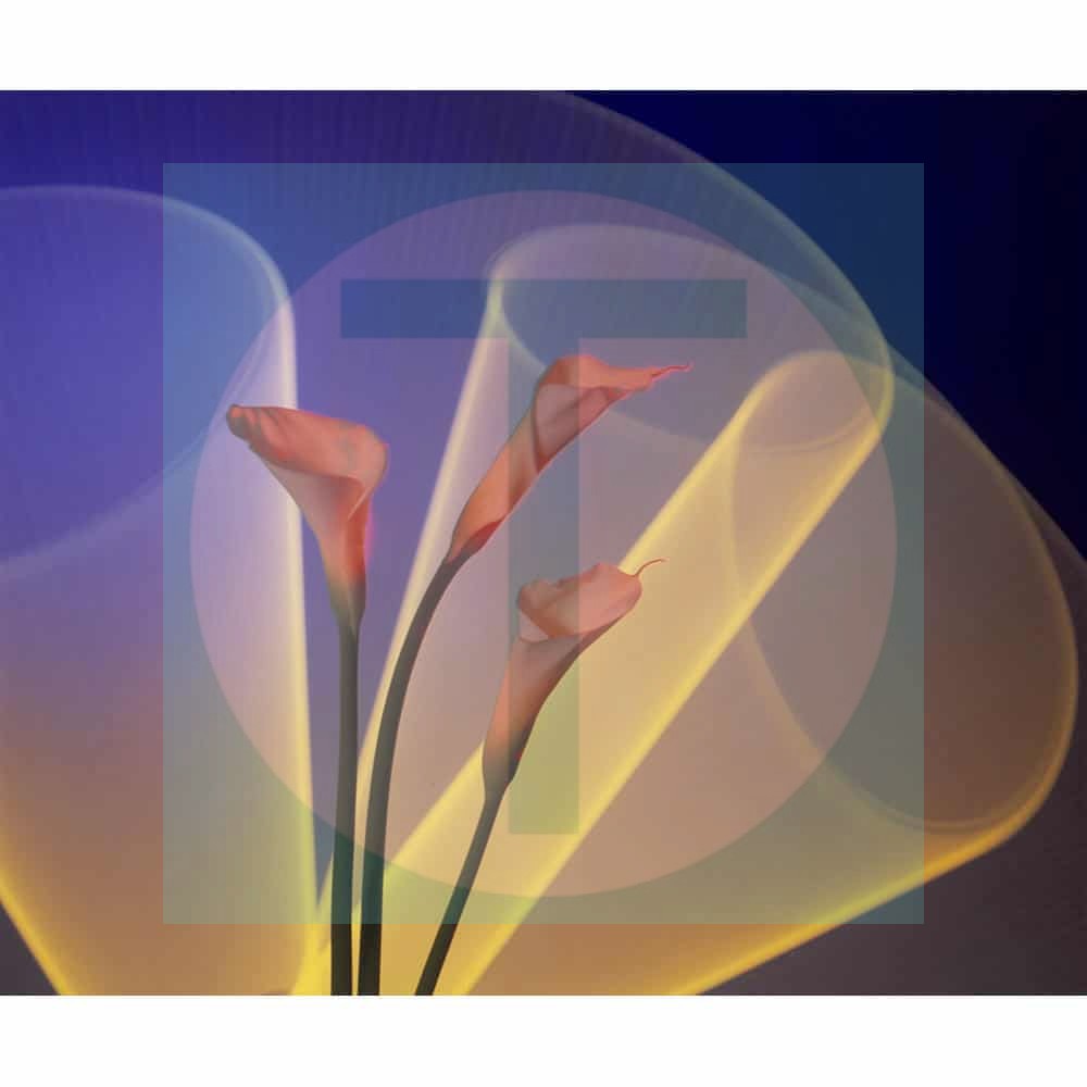  Calla Lily Light Drawing - Calla Lily Wall Art Sale Online by Trix Rosen